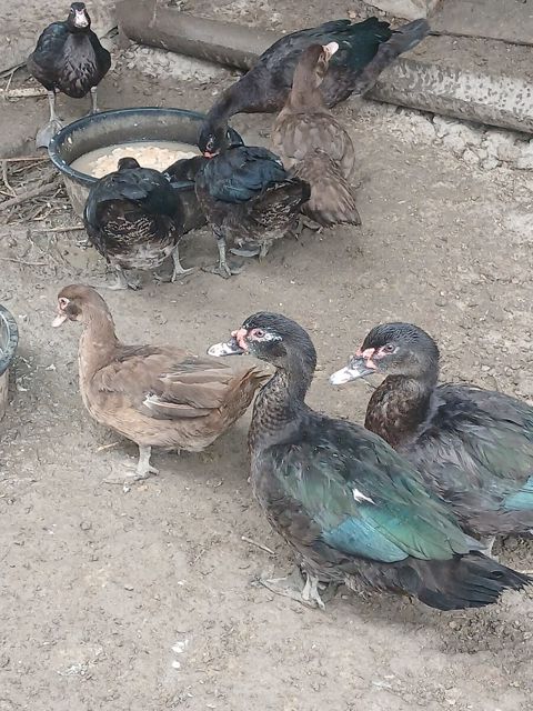 Ördəklər — Bakı