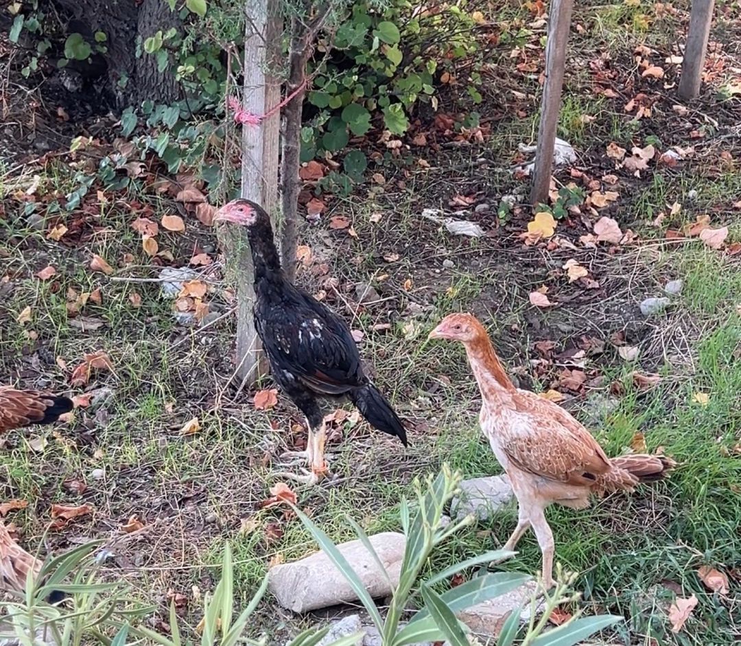 Heyratı — Quşlar, Bakı (2)