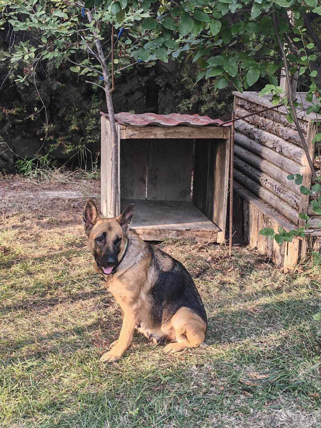 Alman çoban iti — Köpəklər, Saray (3)