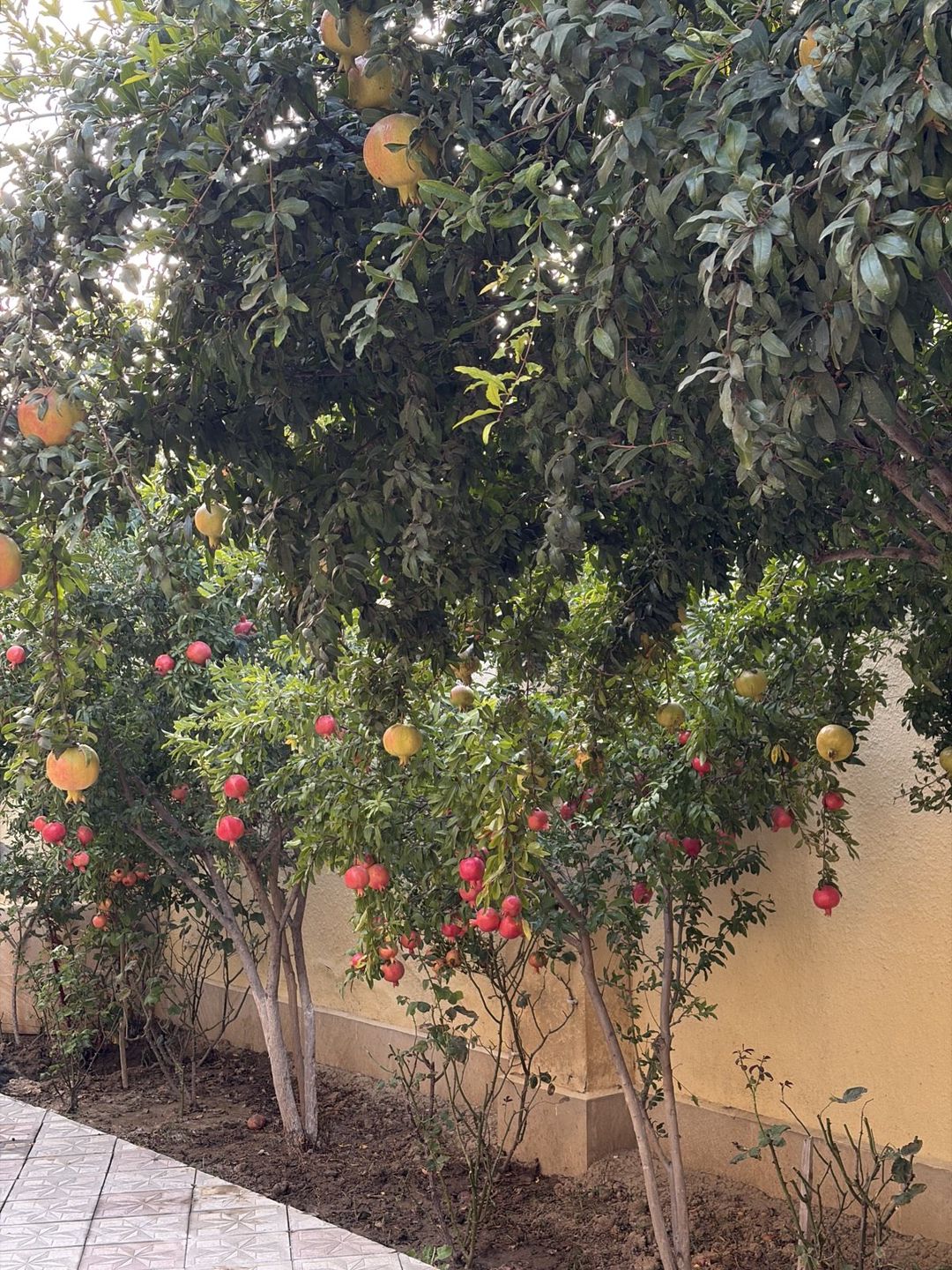 Satılır 5 otaqlı həyət evi/bağ evi 180 m² — Ev, villa, Bakı (7)