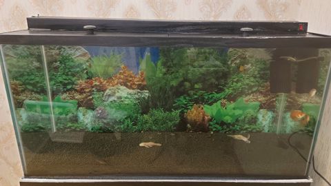 Akvarium — Bakı