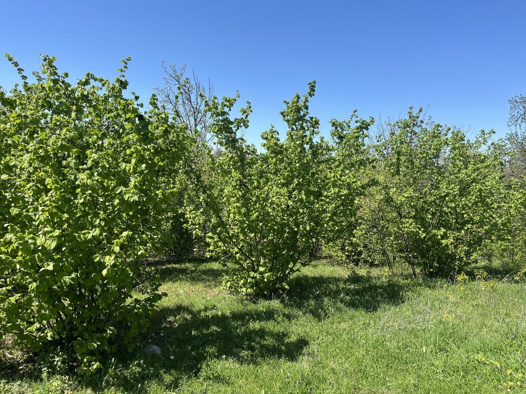 Həyət evi, Qusar r — Ev, villa, Qusar (6)