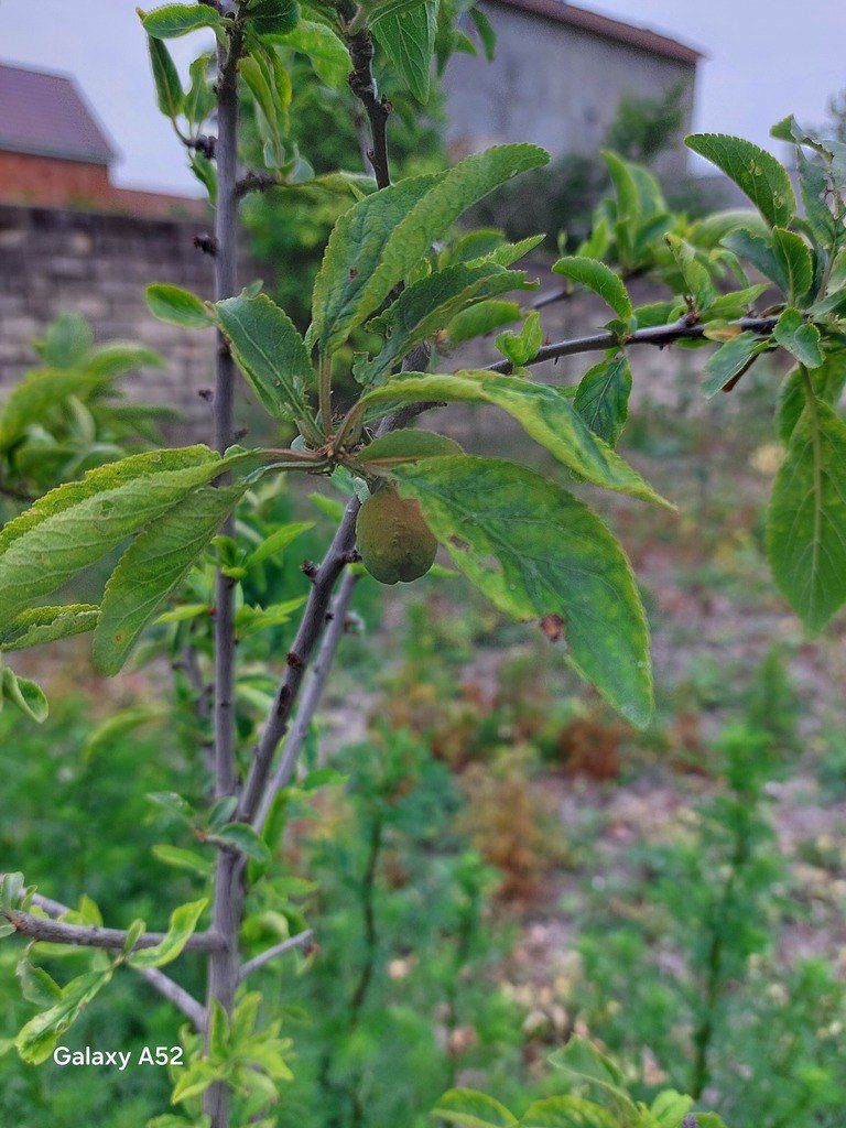 14 sot torpaq sahəsi, Nabran r — Torpaq (8)