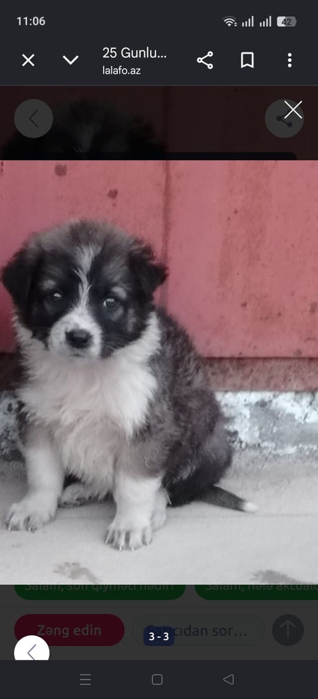 Qafqaz çoban iti, 1 ay, Erkək — Köpəklər, Qobu (2)
