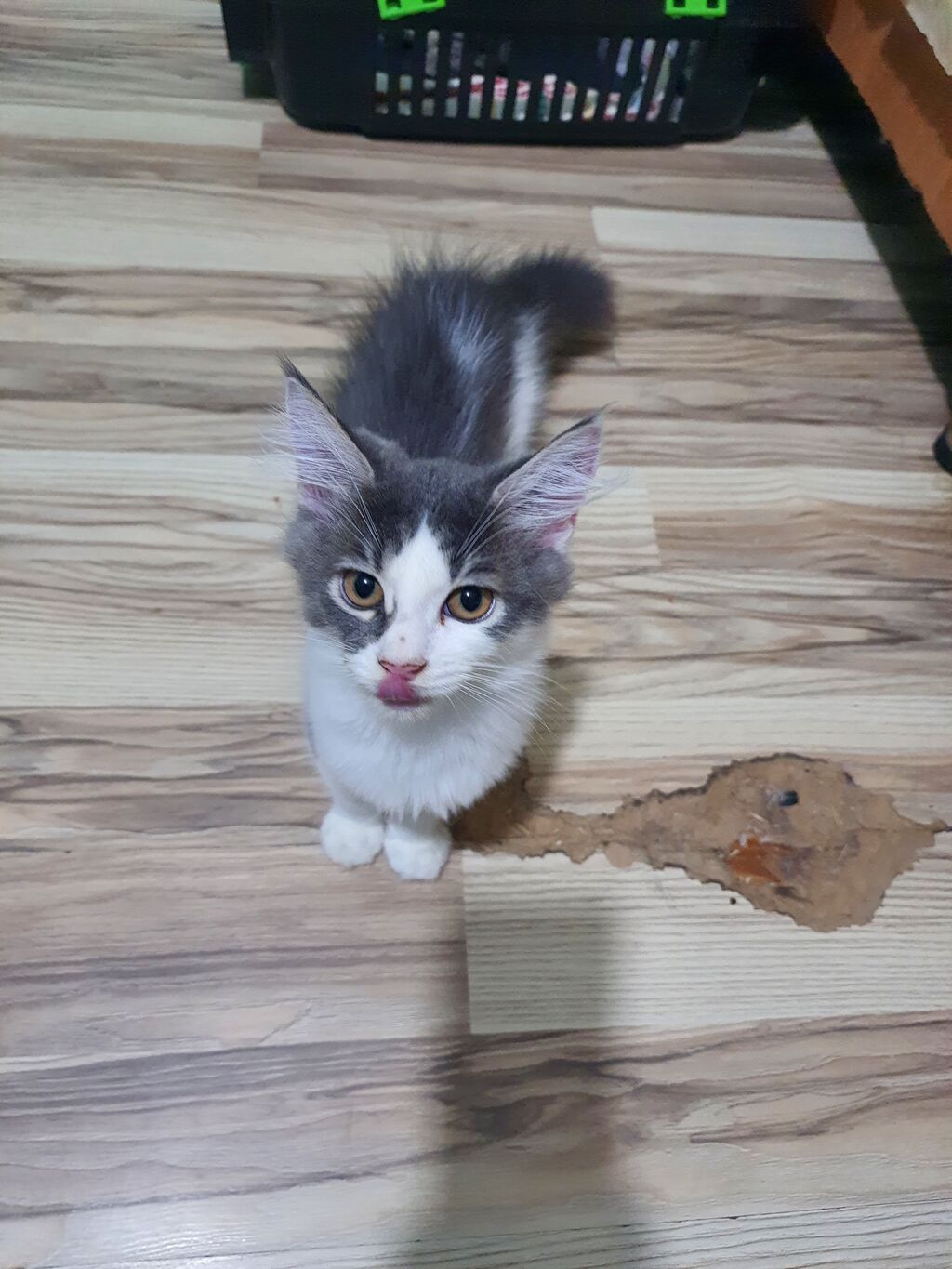 Meyn-kun, Erkək, Yaxşı əllərə — Pişiklər, Bakı (7)