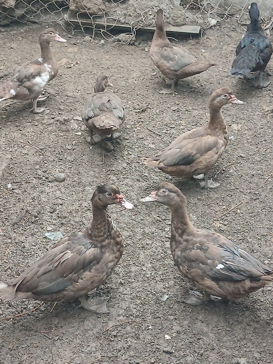 Ördəklər — Quşlar, Bakı (2)