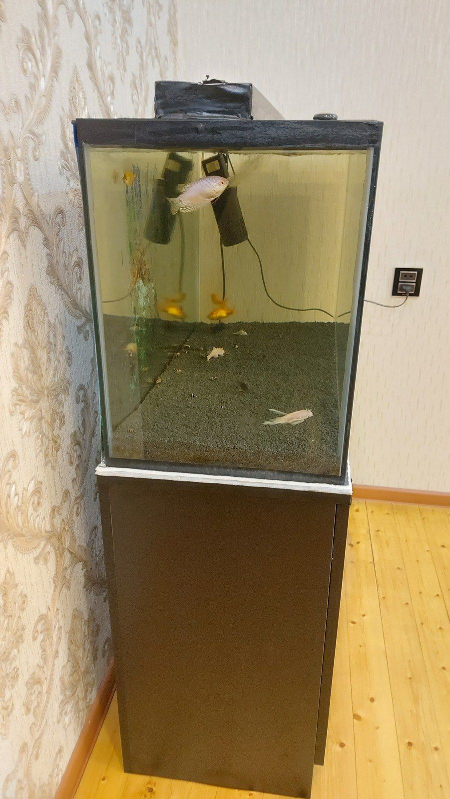 Akvarium — Akvariumlar və balıqlar, Bakı (6)