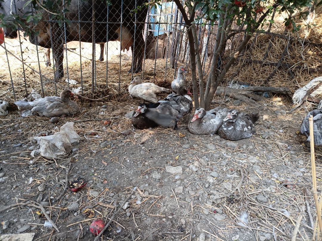Lal ördəklər — Quşlar, Ağcabədi (12)