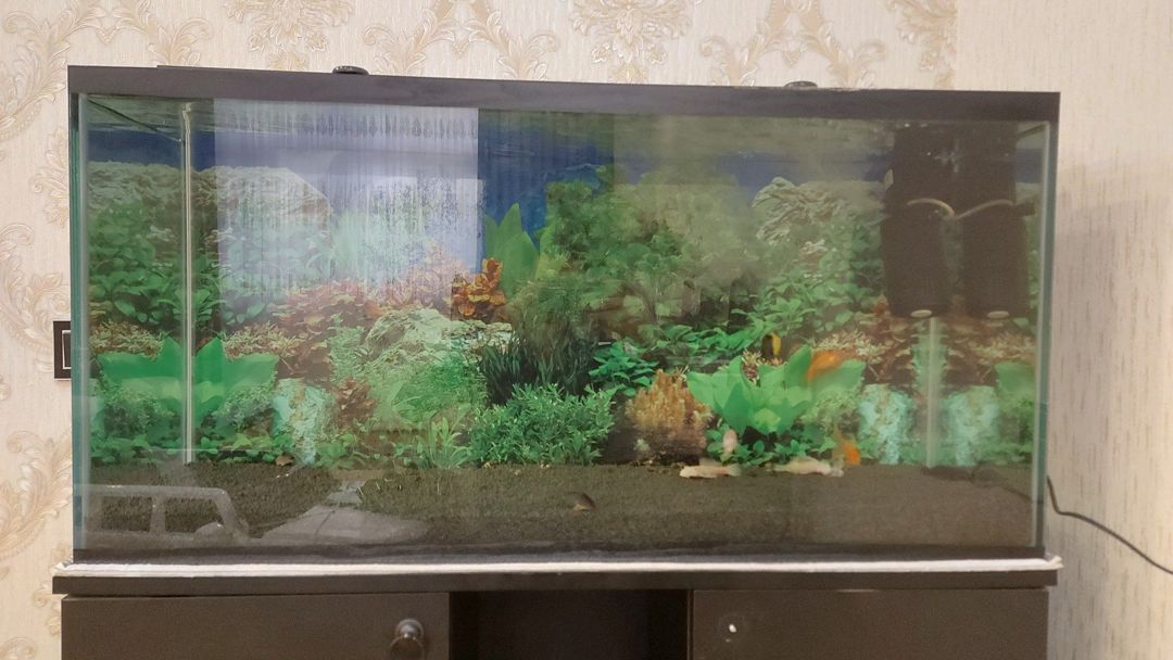 Akvarium — Akvariumlar və balıqlar, Bakı (11)