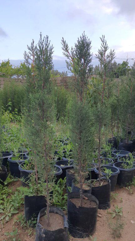 Kiparis şam ağacı — Bitkilər, Bakı (2)