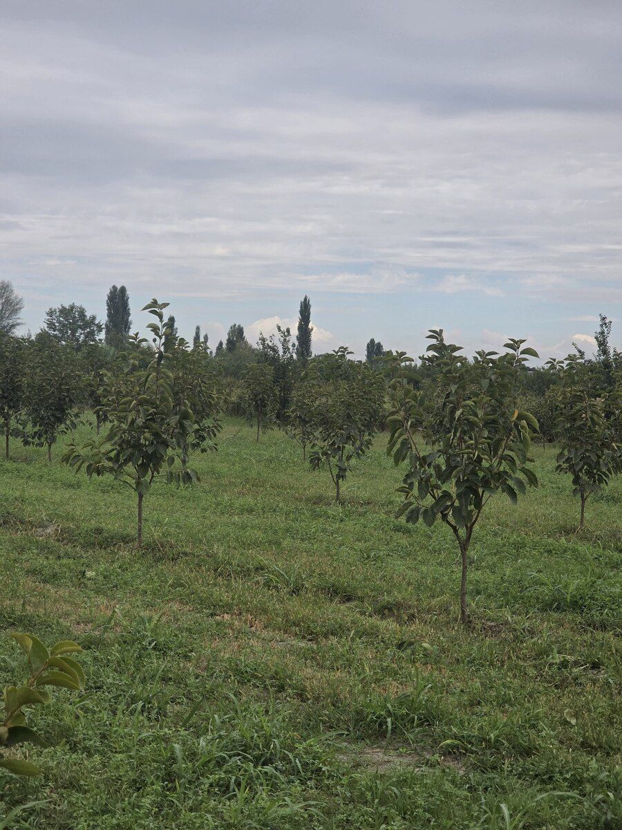 105 sot torpaq sahəsi, Ağdaş r — Torpaq, Ağdaş (7)