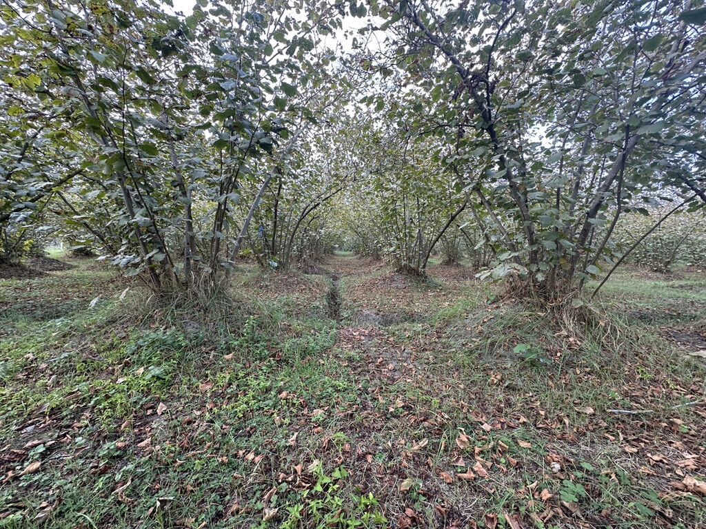 32 sot, Kənd təsərrüfatı, Mülkiyyətçi, Kupça (Çıxarış) — Torpaq, Xaçmaz (3)