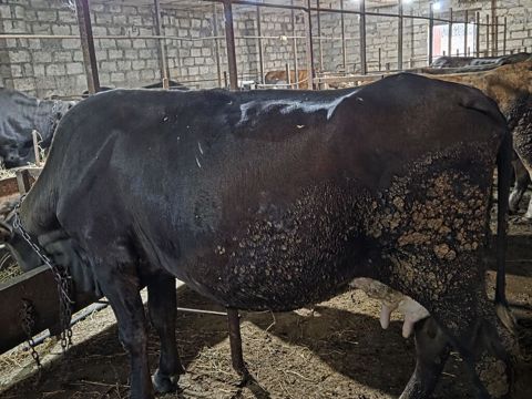 Satilir.südlük inek yani simental disi balali.damazliq ücün cox super — Gəncə