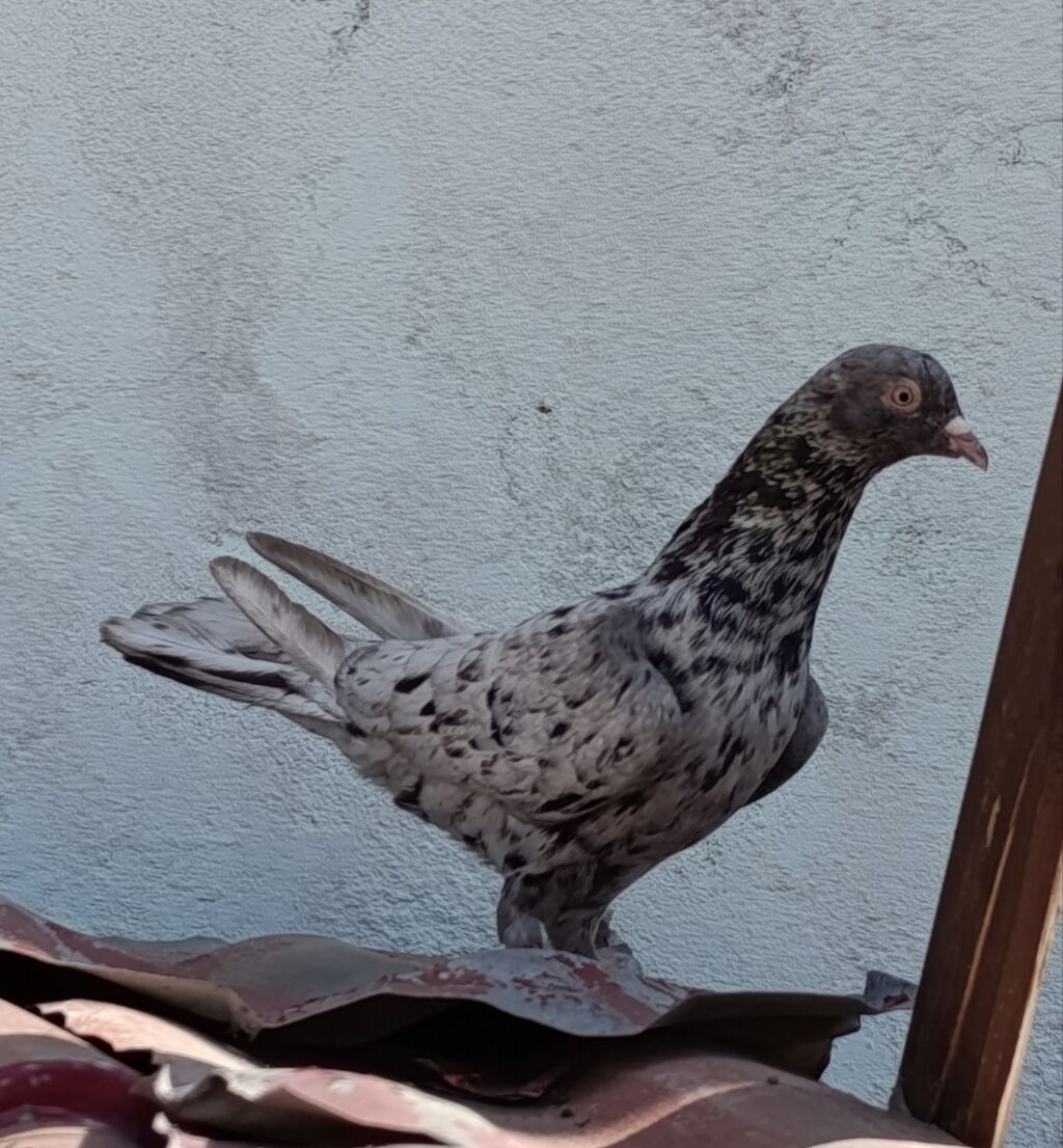 Əbrəşlər satılır ikisi birlikdə 20 manat — Göyərçin, Sumqayıt (2)