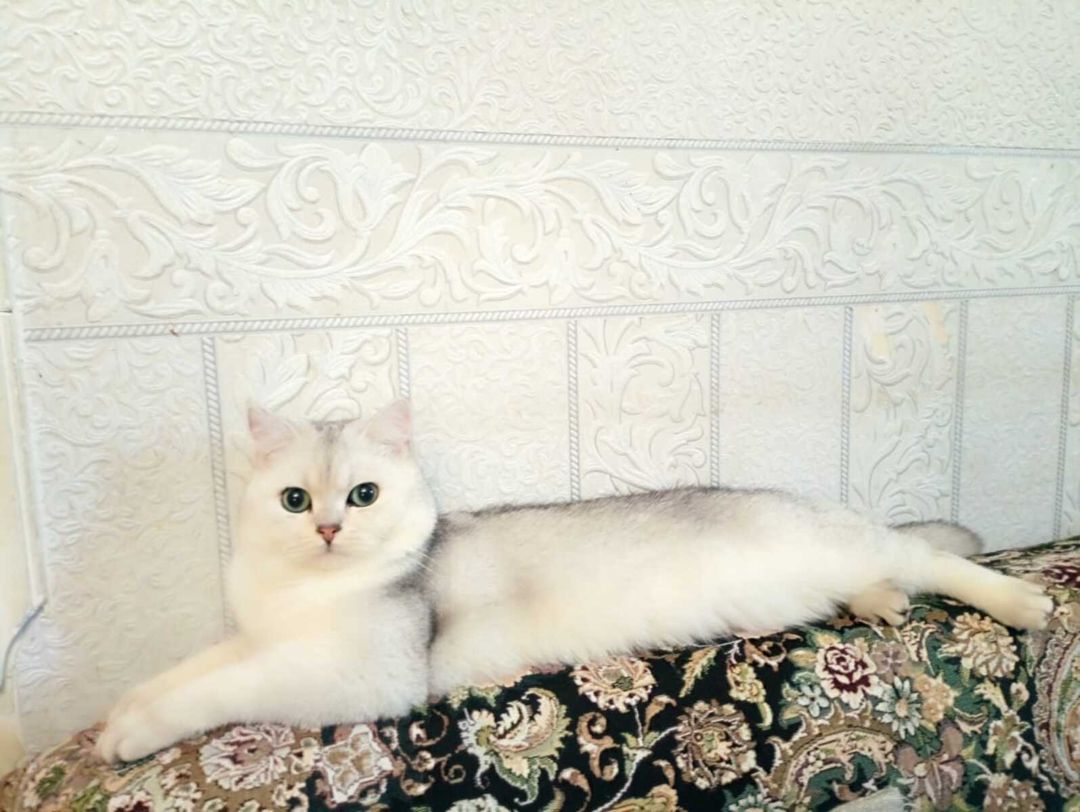 Pişik — Pişiklər, Bakı (4)