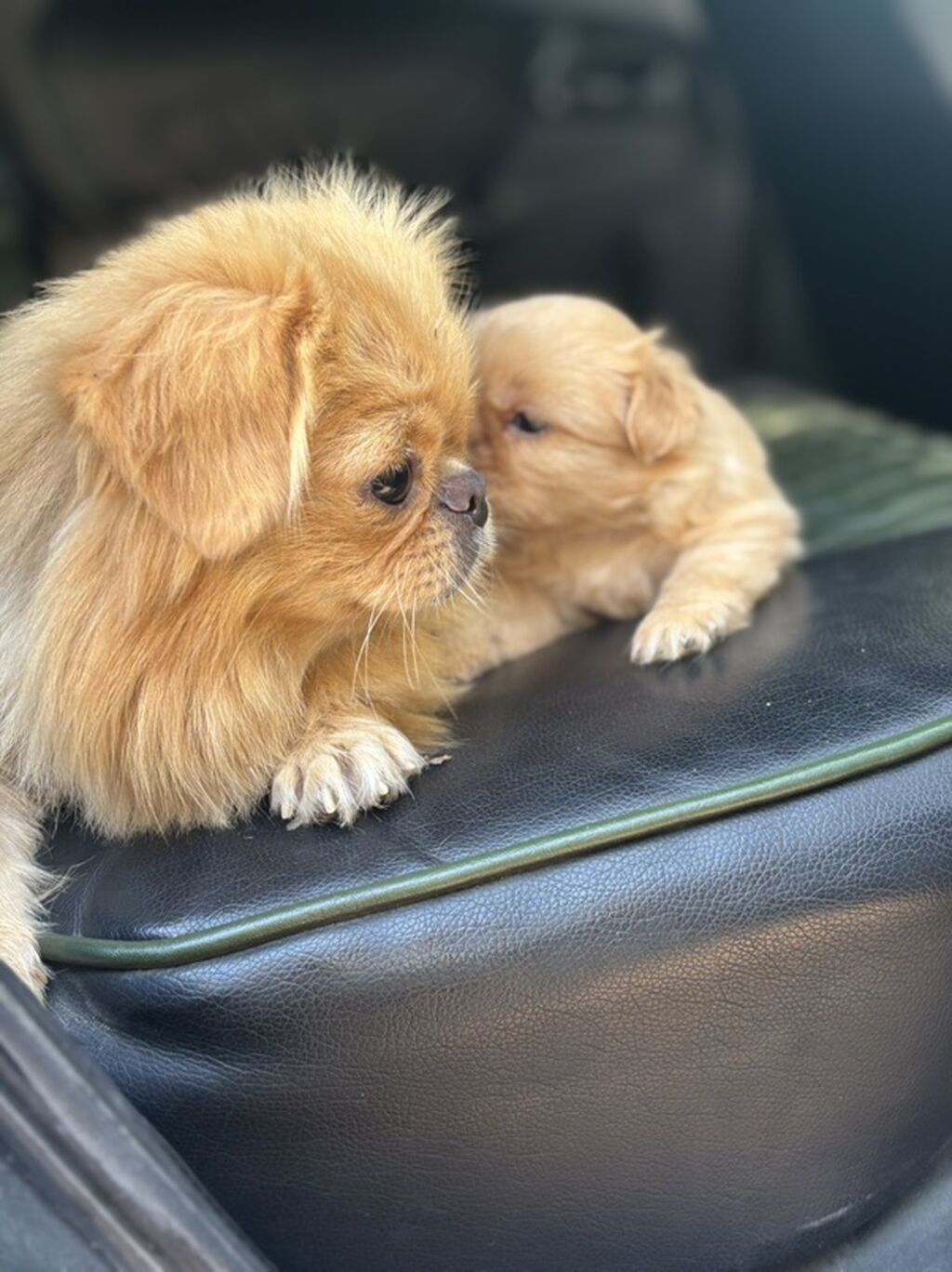Pekines, Peyvəndli — Köpəklər, Qobu (3)
