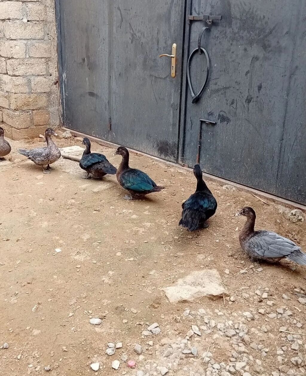 Orginal Alman Sortu. Lal Ordek. Zümrüd. Macar. lavanda. Şəkilləri — Digərləri, Bakı (3)