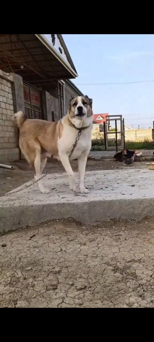 Alabay — Köpəklər, Bakı (8)