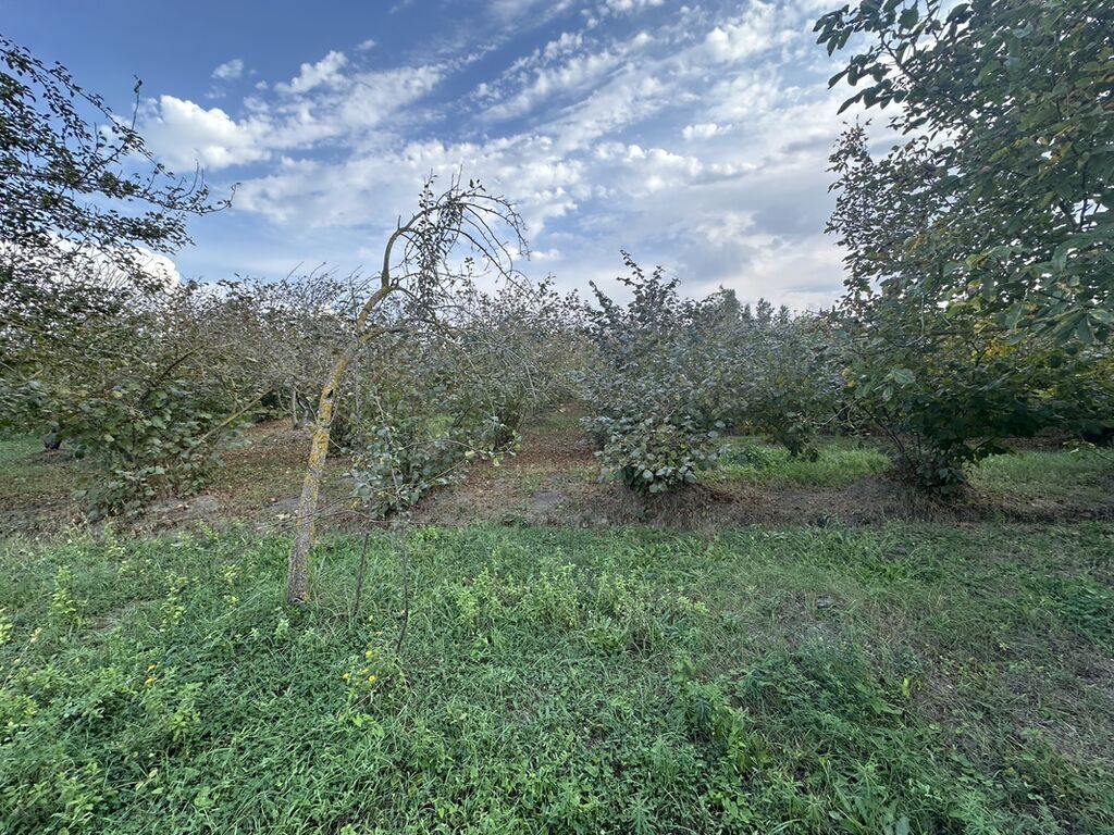32 sot, Kənd təsərrüfatı, Mülkiyyətçi, Kupça (Çıxarış) — Torpaq, Xaçmaz (7)
