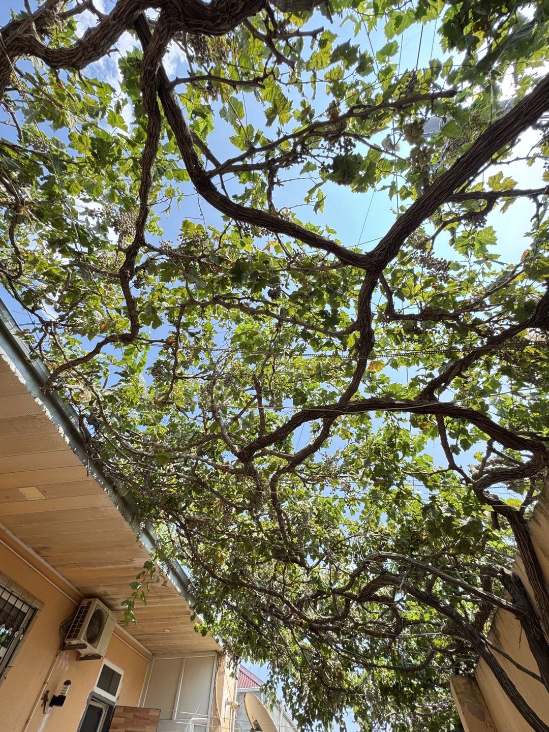 Satılır 4 otaqlı həyət evi/bağ evi 110 m² — Ev, villa, Bakı (6)