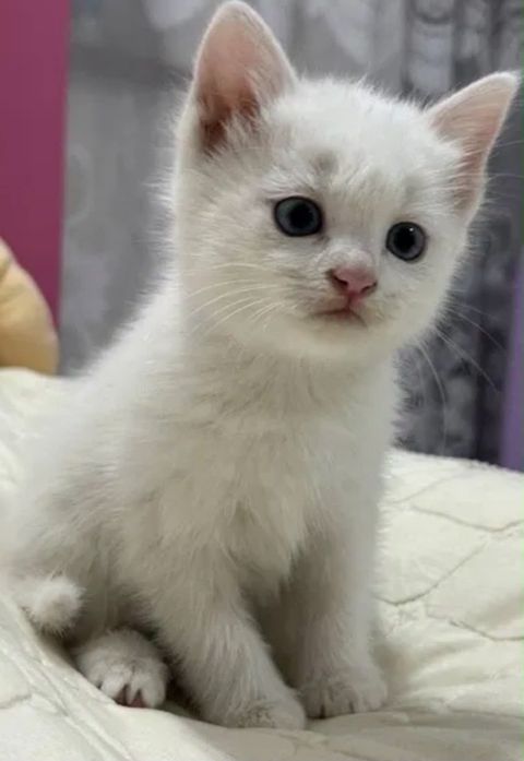 Şotland pişik balası — Bakı
