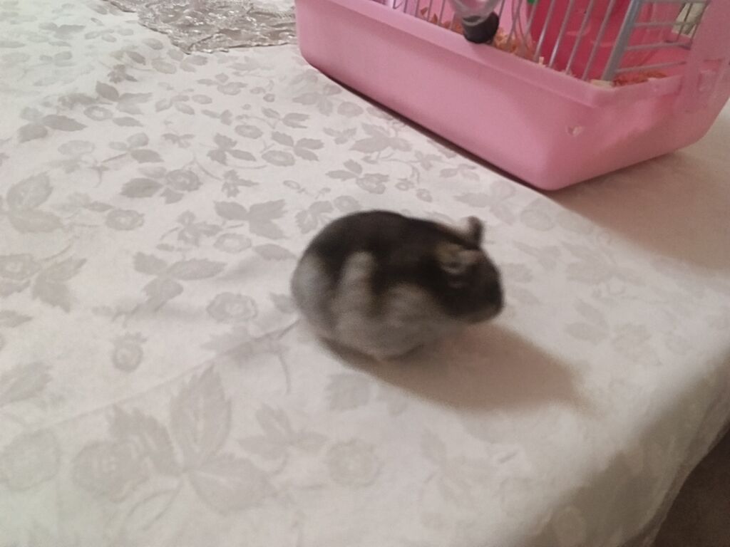 Siçan/hamster ile 2 mərtəbəli qəfəs dəsti 'qızdı hamilə yemək və — Qəfəslər, Xırdalan (9)