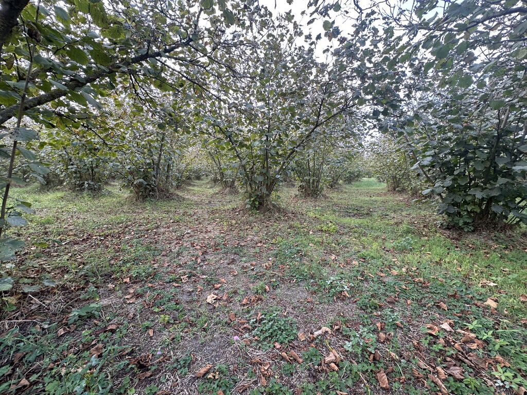 32 sot, Kənd təsərrüfatı, Mülkiyyətçi, Kupça (Çıxarış) — Torpaq, Xaçmaz