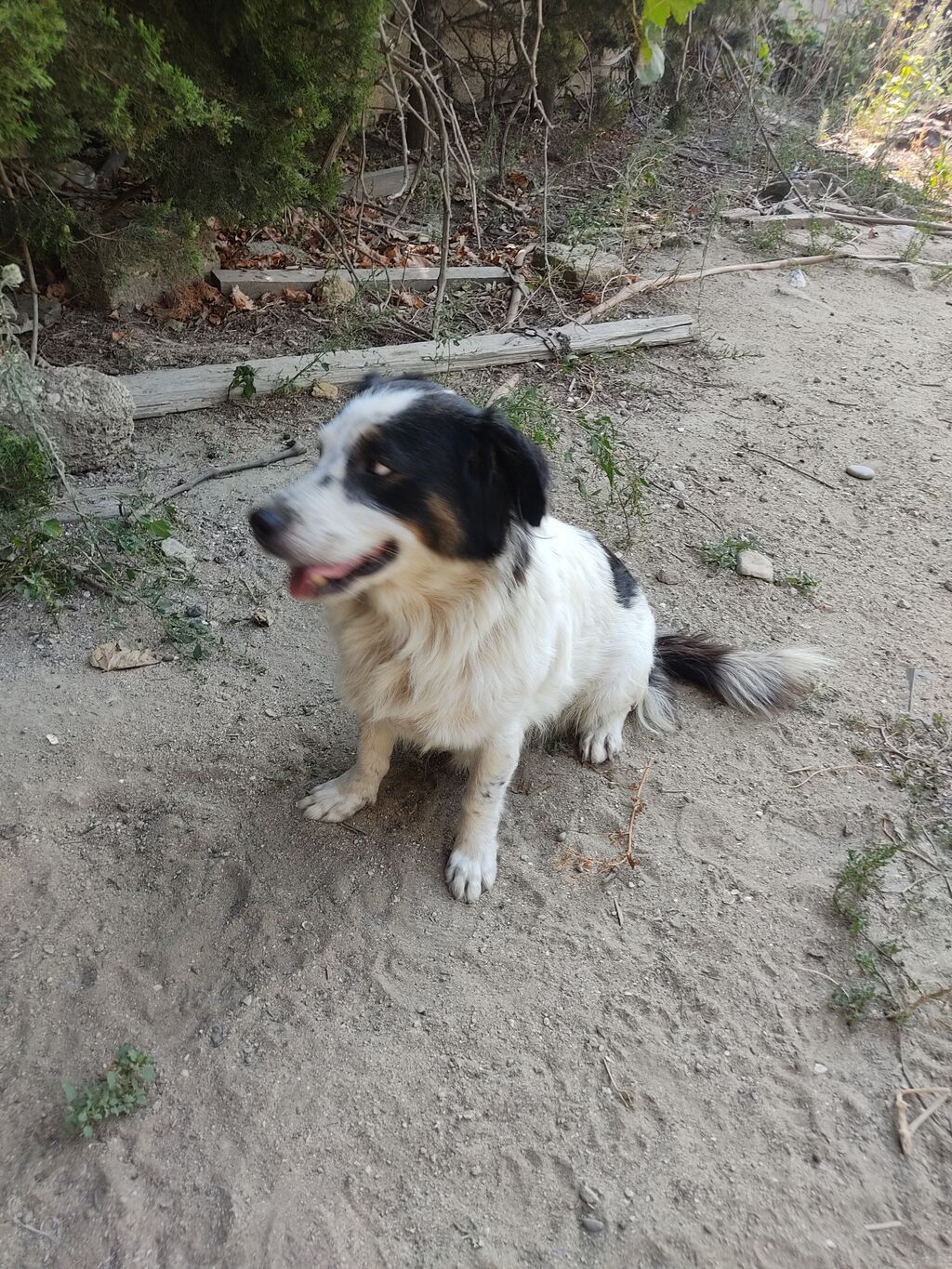 Zvonok, 1 il, Dişi — Köpəklər, Digah (6)