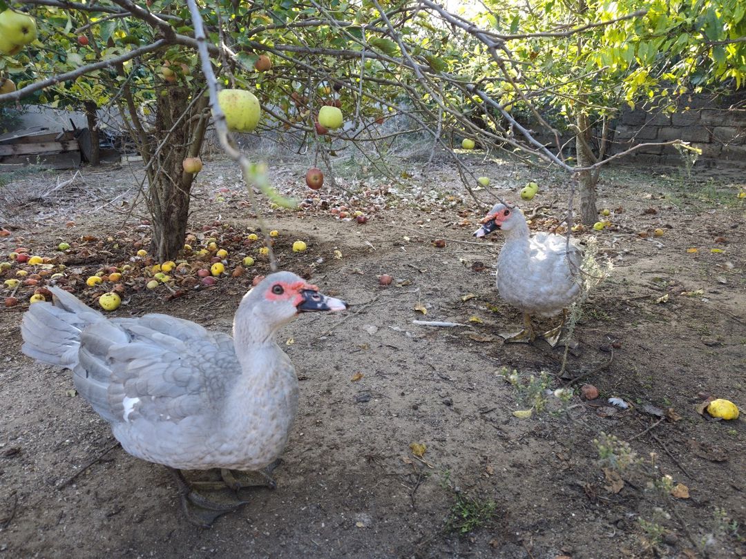 Lavanda lal ördək — Quşlar, Bakı (7)