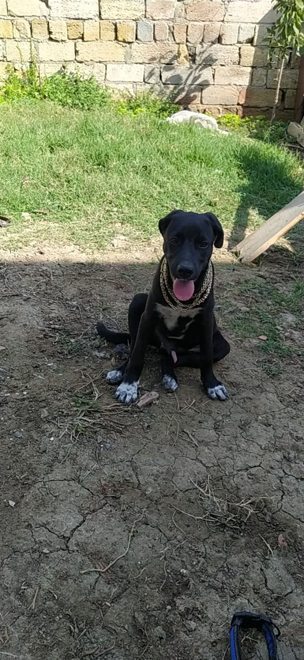 Kane-Korso, 5 ay, Erkək — Köpəklər, Digah (3)