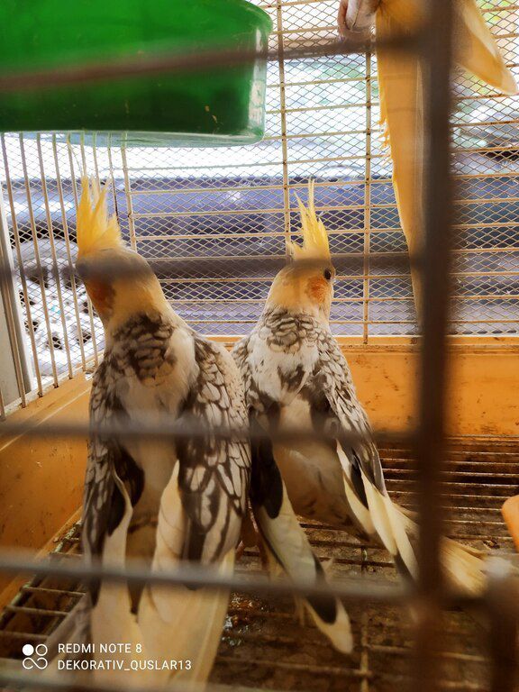 Korella tutuquşu — Quşlar, Bakı (12)