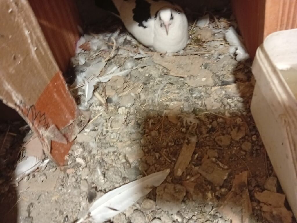 Salam hamsı satılır kom alan olsa 5 manatdan balalarda usdunde — Göyərçin, Mingəçevir (4)