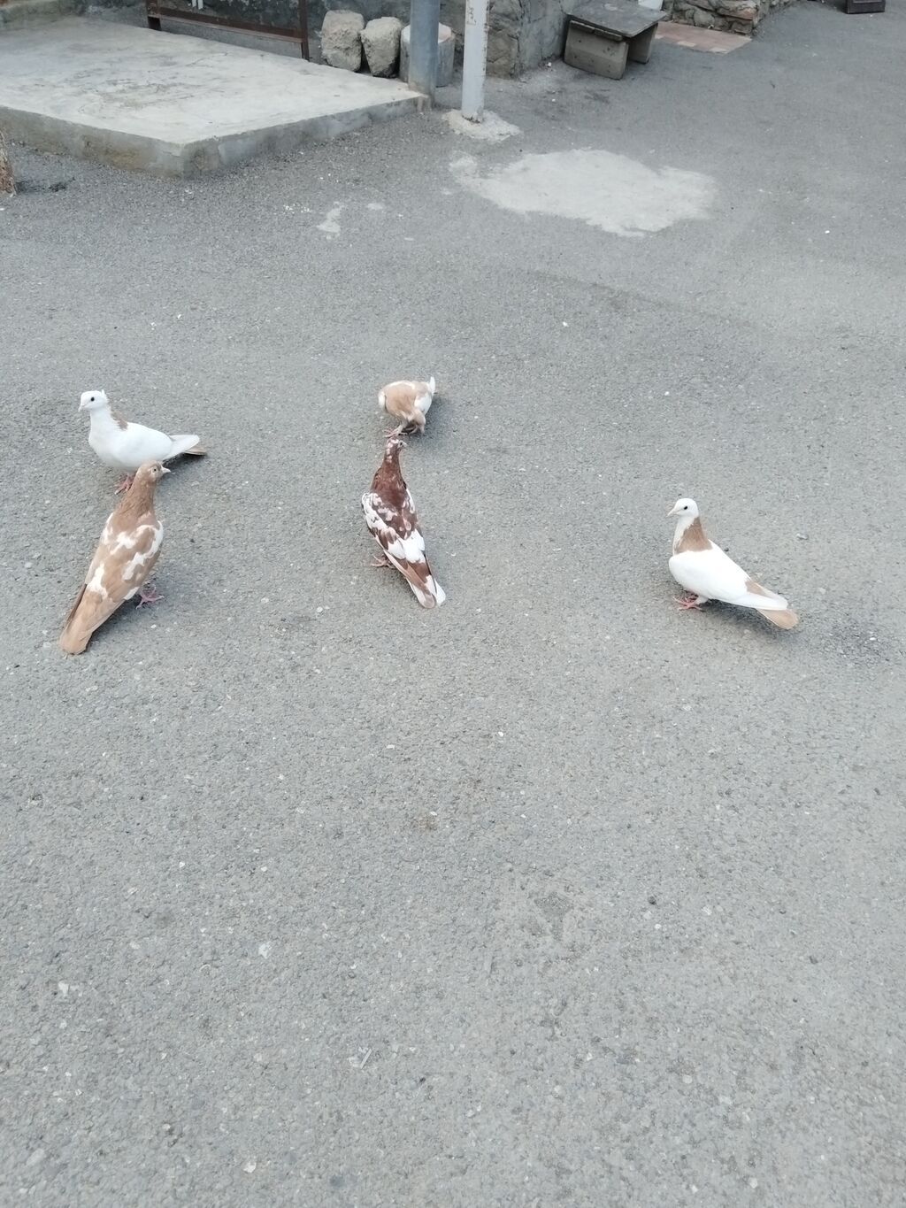 Satılır 5 quş 60 manat gəncə — Göyərçin, Gəncə (3)