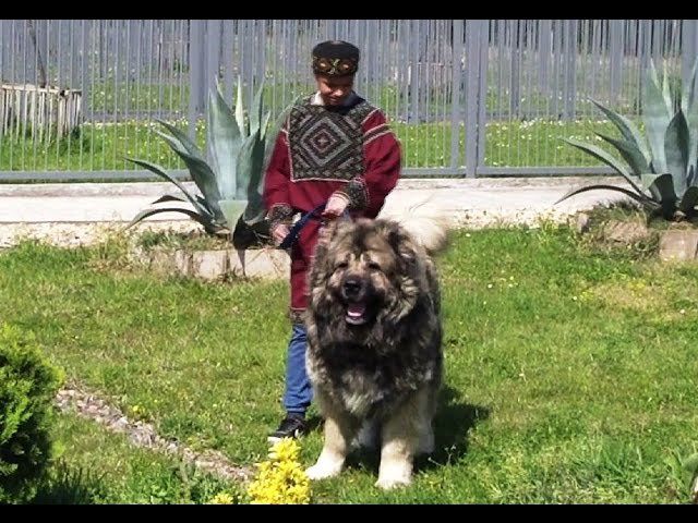 Кавказская овчарка — Köpəklər, Bakı