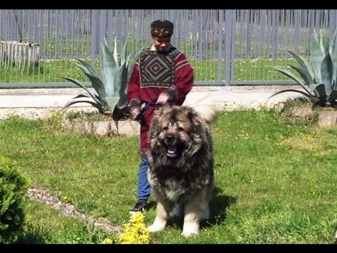 Кавказская овчарка — Bakı