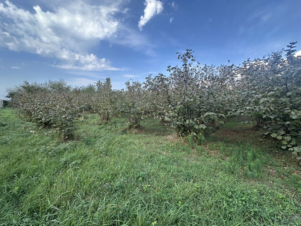 32 sot, Kənd təsərrüfatı, Mülkiyyətçi, Kupça (Çıxarış) — Torpaq, Xaçmaz (4)