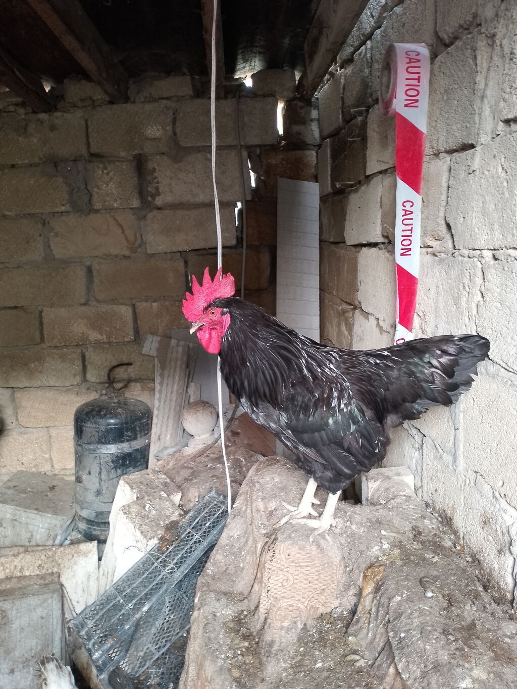 Toyuq, Yumurtalıq — Toyuq və xoruz, Bakı (4)