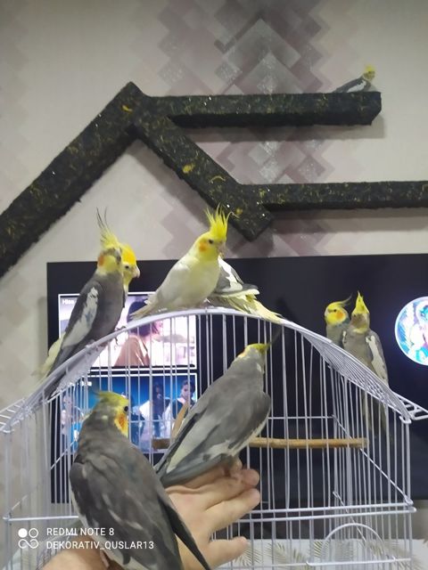 Korella tutuquşu — Bakı