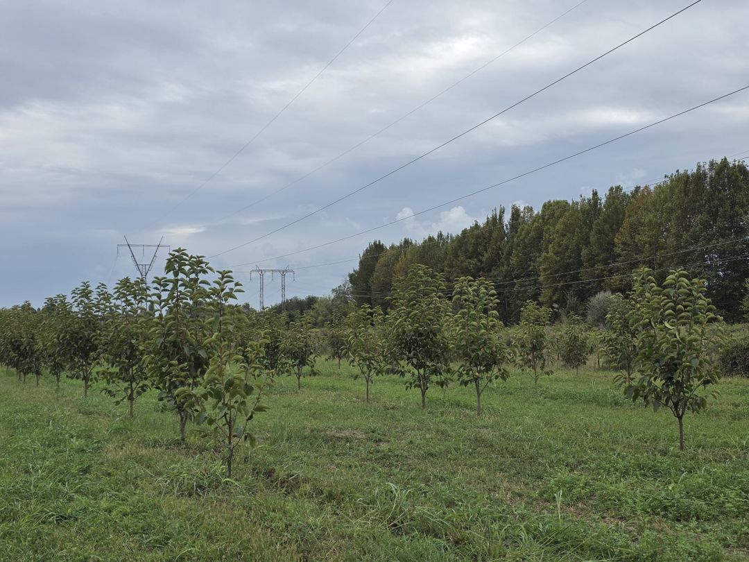 105 sot torpaq sahəsi, Ağdaş r — Torpaq, Ağdaş (11)