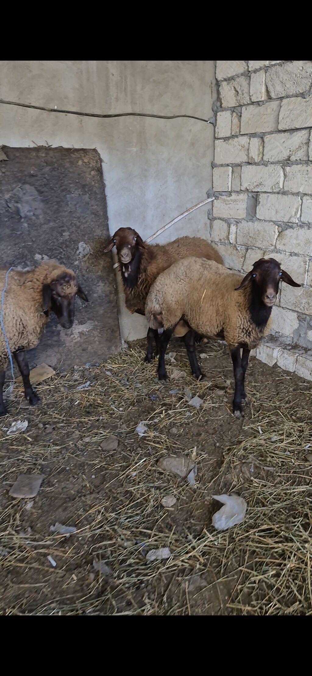 3 eded qoçlar cavan heyvanlardi 1inin 1yaşi olub qalanlari cavandi — Kənd təsərrüfatı heyvanları, Bakı (3)