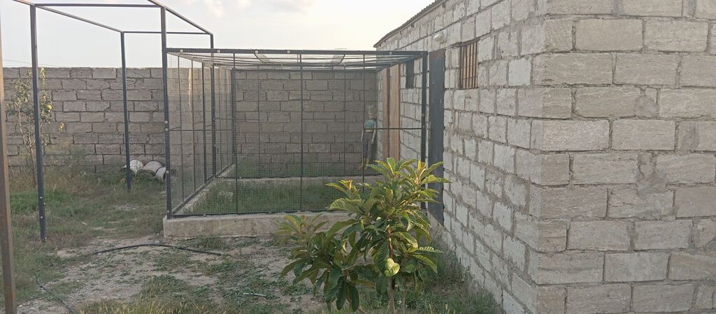 10 sot, Tikinti, Mülkiyyətçi, Kupça (Çıxarış) — Torpaq, Bakı (3)