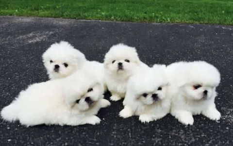 Pekines, 2 ay — Bakı