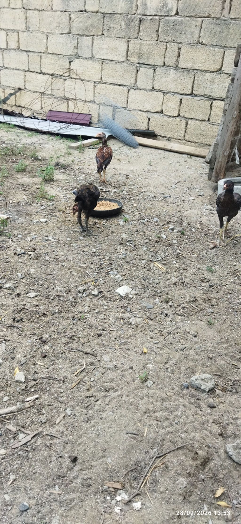 Ataları qaragöz cinsi anası türk yapon sintezi fərələr 30m40m becələr — Digərləri, Sumqayıt (10)