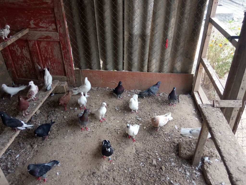 Salam tam sağlam tərqizmə quşlardır 23 dənə tək tək satilmir kom — Göyərçin, Digah (3)