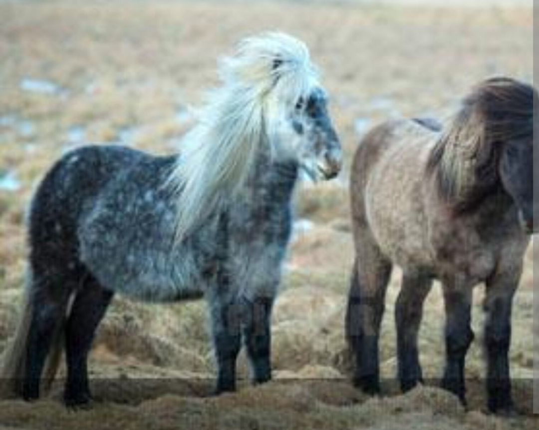Poni atları — Atlar, Bakı (4)
