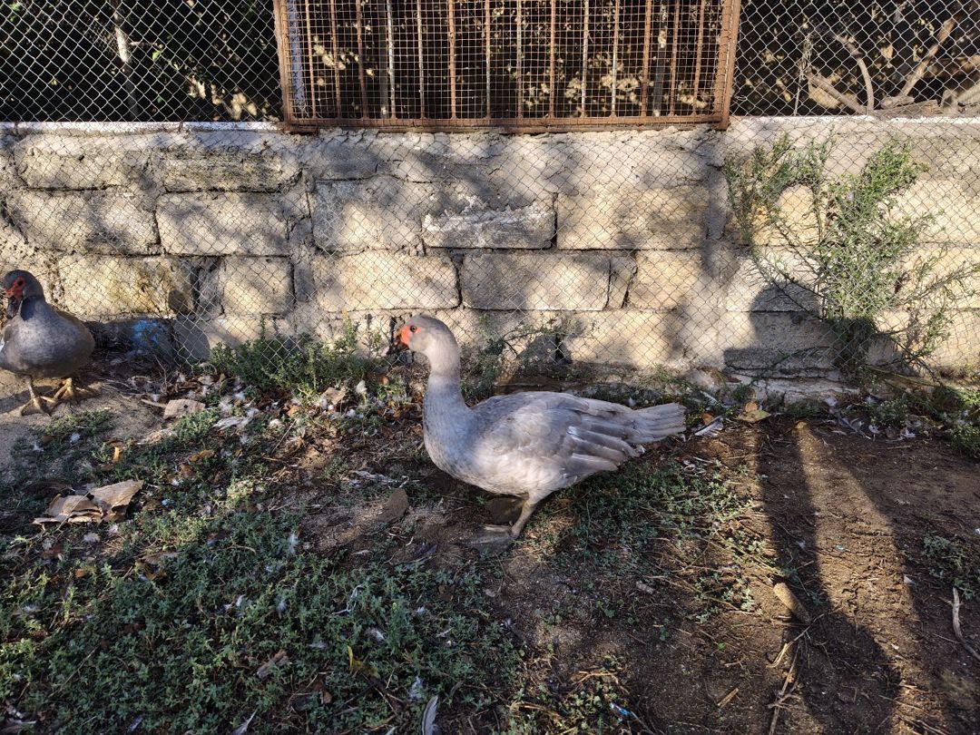 Lavanda lal ördək — Quşlar, Bakı (5)