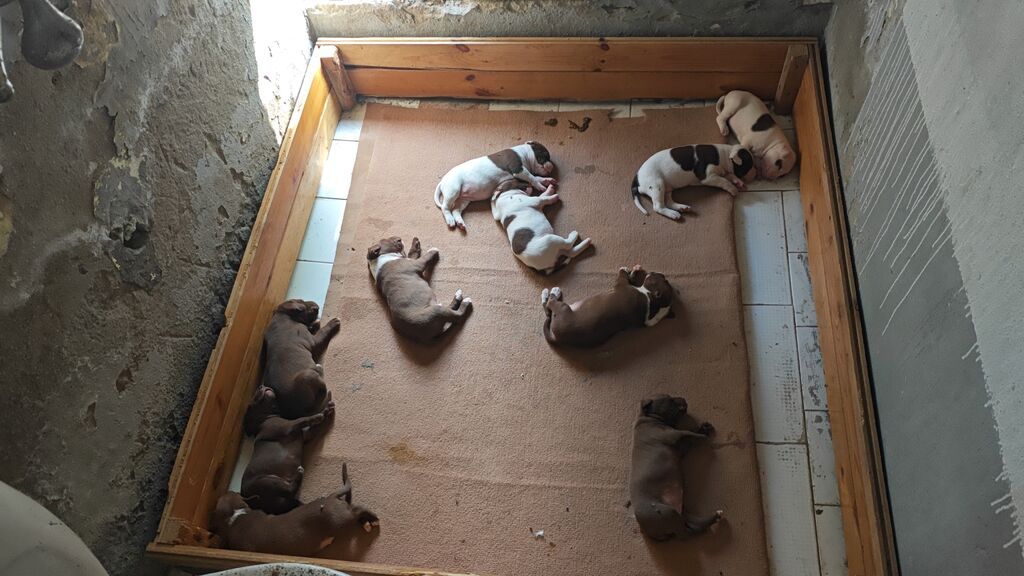 Pitbul, 1 ay, Dişi, Ödənişli çatdırılma — Köpəklər, Sumqayıt (10)