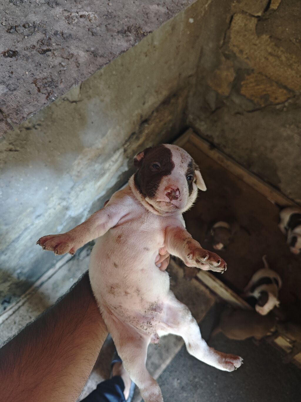 Pitbul, 1 ay, Dişi, Ödənişli çatdırılma — Köpəklər, Sumqayıt (6)