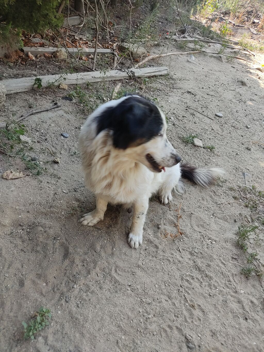 Zvonok, 1 il, Dişi — Köpəklər, Digah (7)