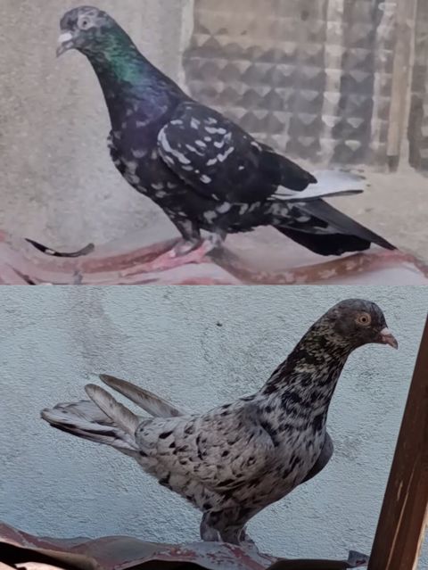 Əbrəşlər satılır ikisi birlikdə 20 manat — Sumqayıt